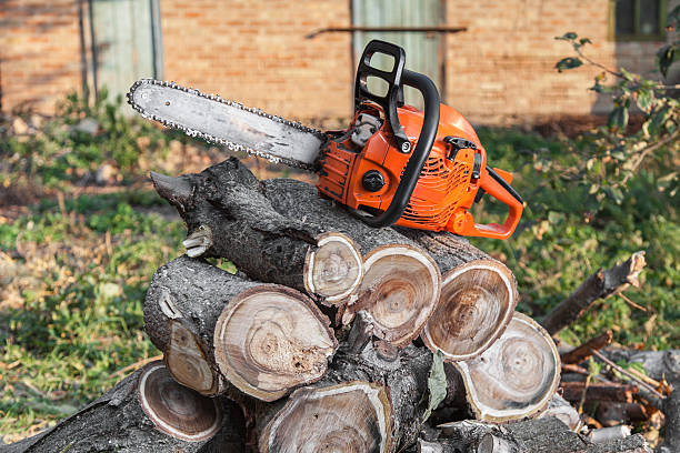 Best Tree Root Removal  in Tobaccoville, NC